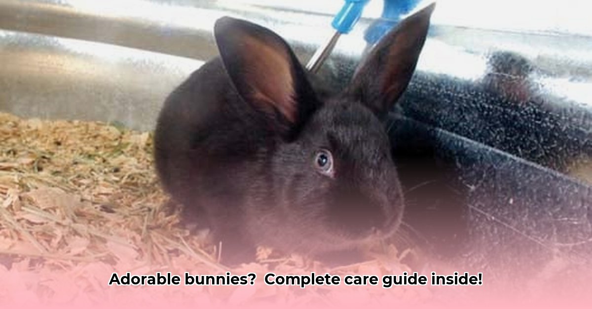 tractor-supply-bunnies